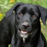 OTTO 2 sucht Körbchen, Hund zur Adoption