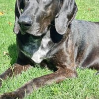 Daria - erwartet euch bereits in 14612 Falkensee, Hündin zur Adoption