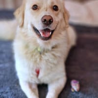 Menschenfreund Shorty will seine eigene Familie, Hund zur Adoption