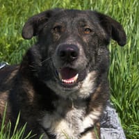 Treuer Rüde RUDY sucht seine Menschen!, Hund zur Adoption