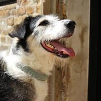 Menschenfreundlicher Rüde STEVIE sucht sein Zuhause!, Hund zur Adoption