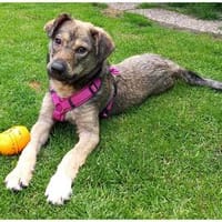 Jellybean - wartet in 91325 Adelsdorf, Hündin zur Adoption