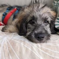 Malte - wartet in 96482 Ahorn, Hund zur Adoption
