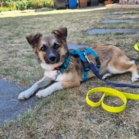 Kleine Kira (5 kg) sucht eine liebevolle Familie, Hündin zur Adoption