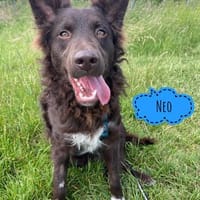 Neo ein besonderer Schatz, Hund zur Adoption