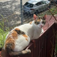 Pinky aus dem Tierschutz, Katze zur Adoption