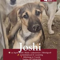 Joshi, Hund zur Adoption
