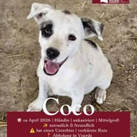 Coco, Hündin zur Adoption