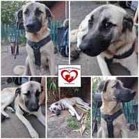 DEREK sucht sein Zuhause, Hund zur Adoption
