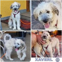 XAVERL ° fröhliches und verschmustes Hundekind, Hund zur Adoption
