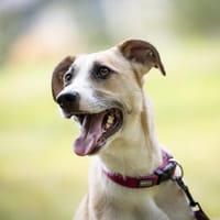 Bonnie - junge, agile, verträgliche Hündin, Hündin zur Adoption