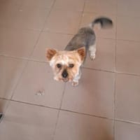 Szofi, süße Yorkshire Terrier Hündin geb. 07/2019, Hündin zur Adoption