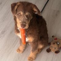 Ailo - der aktive verspielte Junghund, Hund zur Adoption