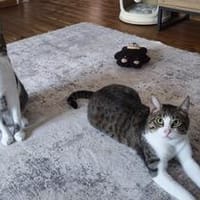 Die Brüder Tito und Toto Fiv+, unser DreamTeam, Kater zur Adoption