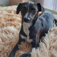 Bellina - wartet in 59487 Ascheberg, Hündin zur Adoption
