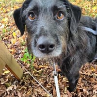 Pearl in 83620 Feldkirchen wartet auf ihre Menschen, Hündin zur Adoption