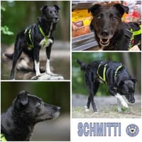 SCHMITTI ° liebevoll, ruhig & freundlich, Hund zur Adoption