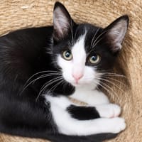 TAHIN, chat à adopter