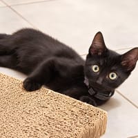 EBENE, chat à adopter