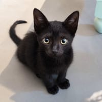 ACTI, chat à adopter