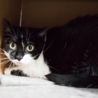 PEPITE dit MIKASA A14774, chatte à adopter