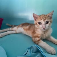 DIM, chat à adopter