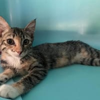 DORY, chatte à adopter