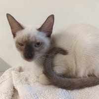 BANGYE, chatte à adopter