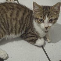 BUMBLEBEE, chat à adopter