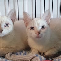 TOOTSYE CHA, chatte à adopter