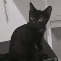 BERLIOZ, chat à adopter
