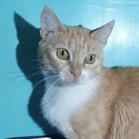 BALI CHA, chatte à adopter