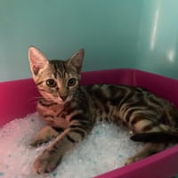 DAISY, chatte à adopter
