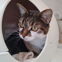MOUSTACHE, chat à adopter