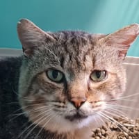 TIGROU, chat à adopter
