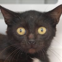 PRISTINA, chatte à adopter