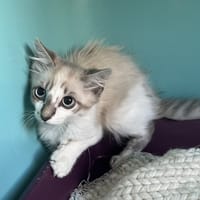 GRISOU, chat à adopter