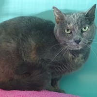 ESTELLE CHA, chatte à adopter