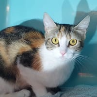 QUATRE CHA, chatte à adopter