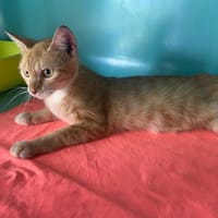 LINE, chatte à adopter