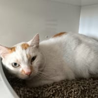 IVY, chat à adopter