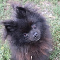 Touffu, chien à adopter