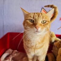 TOPAZE, chatte à adopter