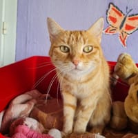 TOPAZE (EN COURS D'ADOPTION), chatte à adopter