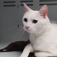 LATINO CHA, chat à adopter