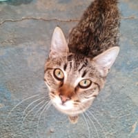 INDIGO (en cours d'adoption), chat à adopter