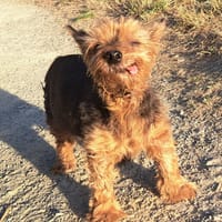 YOUKI, chien à adopter