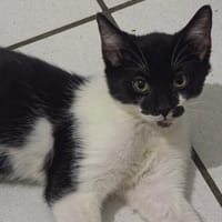 BOB MARLEY, chat à adopter