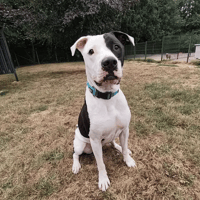 biggy, chien à adopter