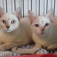 TOOTSYA CHA, chatte à adopter
